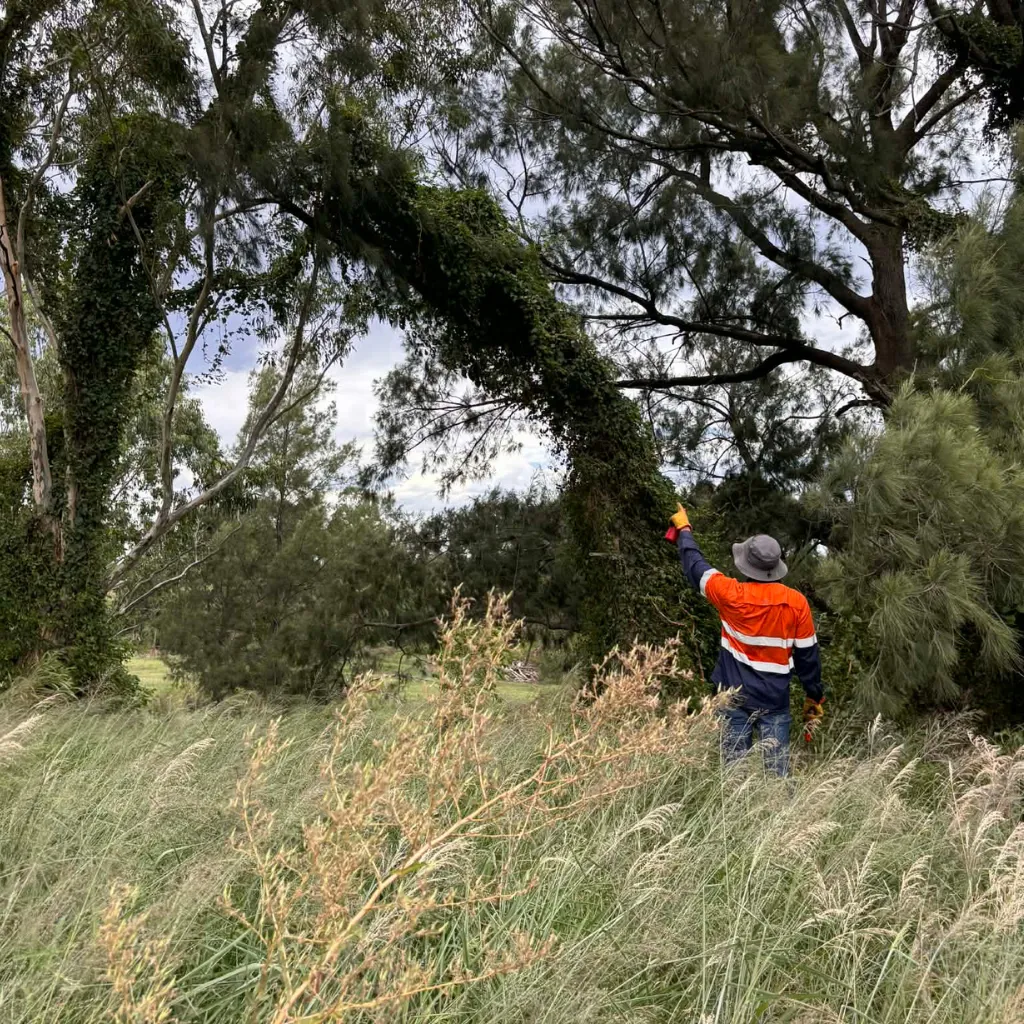 Hunter Bush Regeneration crew member inspecting vine-covered canopy in long grass