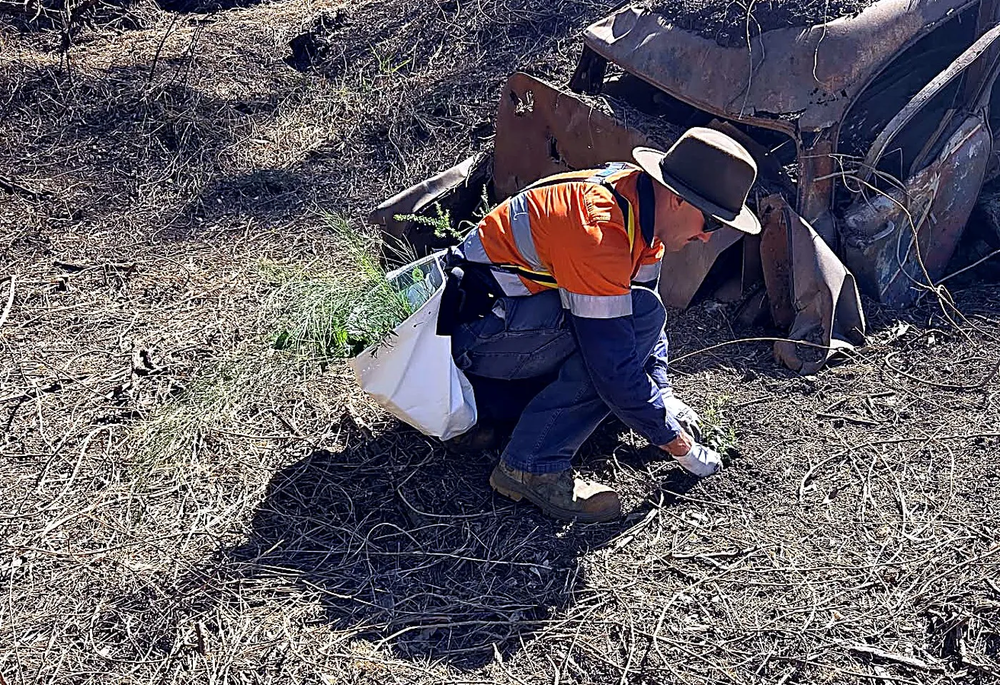 Hunter Bush Regeneration crew member assessing a tree on site